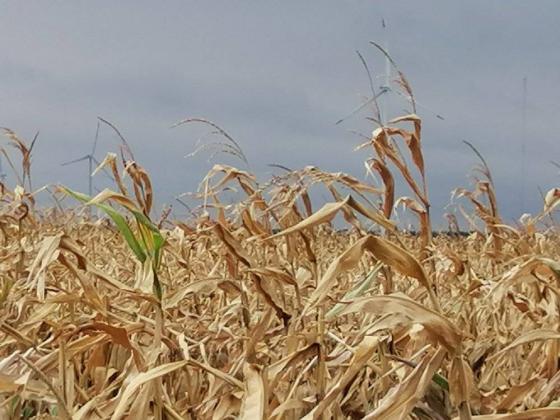 САРА: До 3,4 млн. т ще достигне реколтата от царевица, основно заради късните сортове