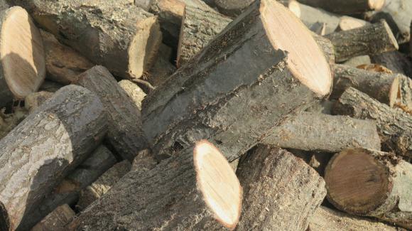 Увеличиха двойно дървата за огрев за продажба в централна северна България