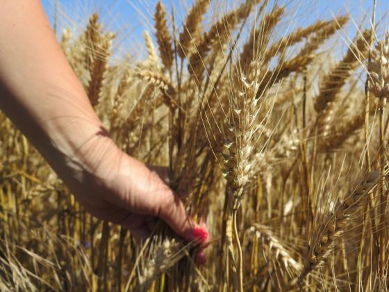 Франция ще подпомага Румъния за засилване на износа на зърно от Украйна