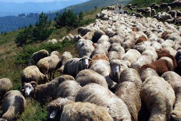 Субсидиите, изплатени на животновъди в Северна Македония