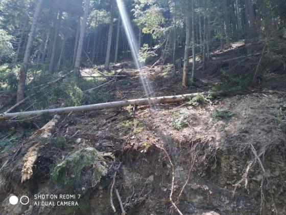 Вихровата буря в Родопите е съсипала над 25 000 кубика дървесина