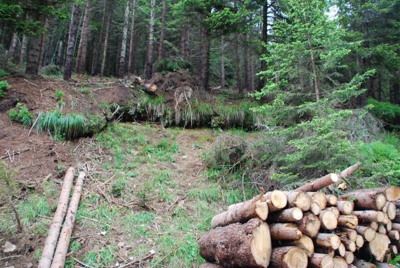 МОСВ разреши сечи в трите национални парка въпреки съдебна забрана