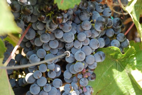 В Дупнишко прибират реколтата от грозде само между 6 и 19 часа