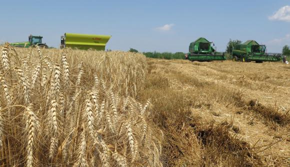 ЕС сви износа на зърно и увеличи вноса