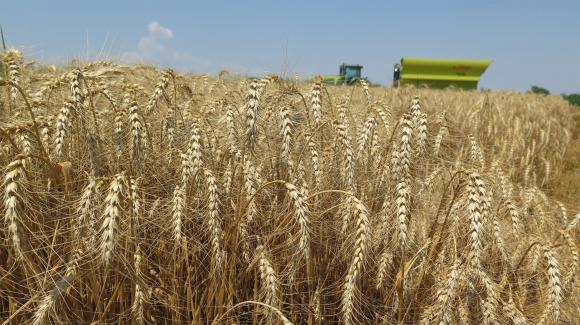 Дъмпингово зърно от Украйна наводни европейския пазар