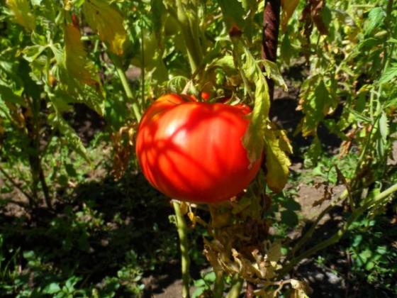 ЕК прогнозира спад от 9 на сто в производството на домати в ЕС 