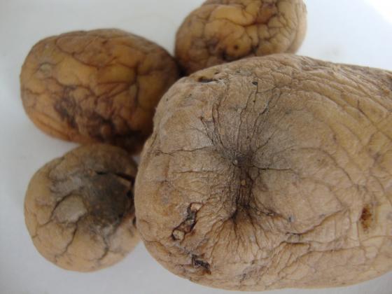 Нова опасна болест по картофите се разпознава по миризмата на хвойна