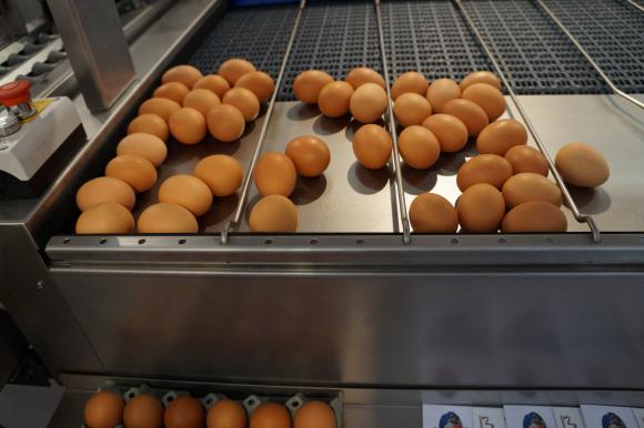 Ценово рали на пазара на яйцата във Франция