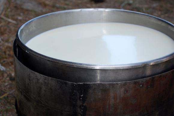 Високите цени на млякото в Германия не водят до ръст на производството му