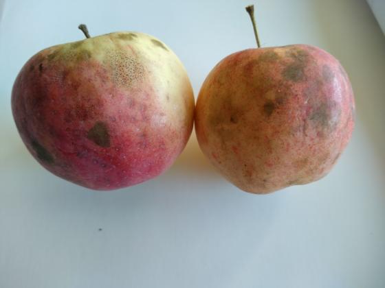 Есенни мерки срещу струпясването по ябълката и крушата