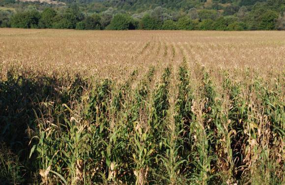 Неизвестни апаши ожънаха чужди 160 декара с царевица 