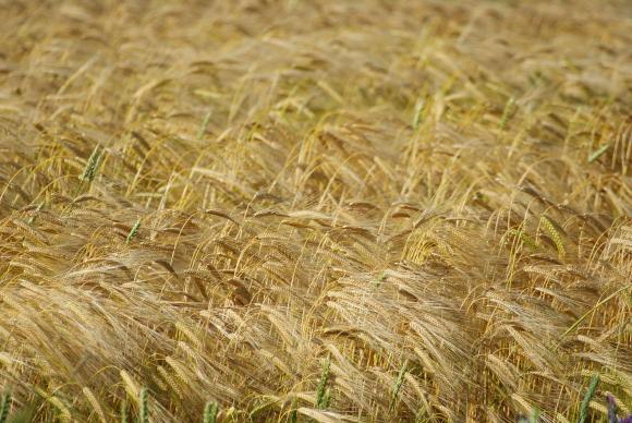 Реколтите от пшеница и ечемик в Украйна се сринаха с над 40 на сто