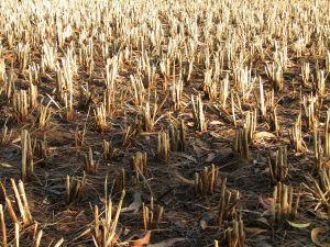 Над 50 на сто от щатите и три четвърти от обработваемите земи в САЩ са в плен на сушата