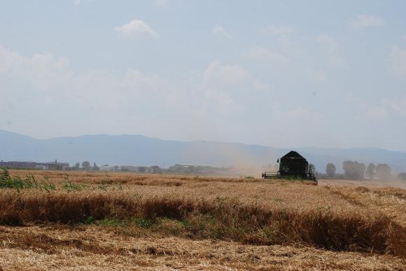 Десет на сто от стопанствата обработват 84% от нивите в България