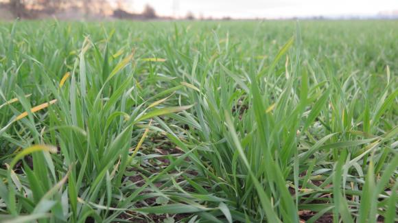 Посевите с есенна пшеница в САЩ се развиват зле заради сушата