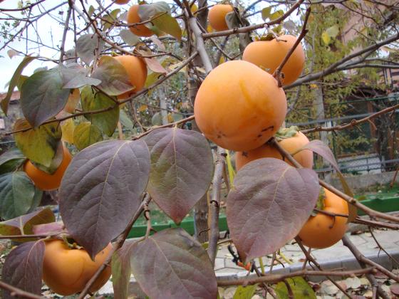 И райската ябълка си има празник – на 19 ноември в село Хрищени