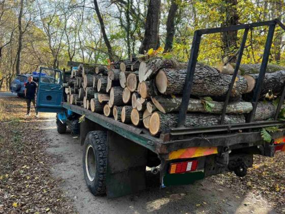 Нагъл бракониер маркира незаконна дървесина по време на проверка