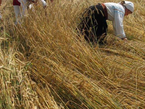 Зърнопроизводителите очакват президента Румен Радев за 10-та си годишна среща