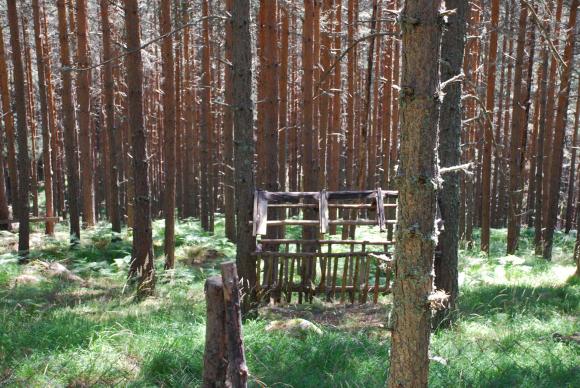 Инициатива за опазване на старите гори в България