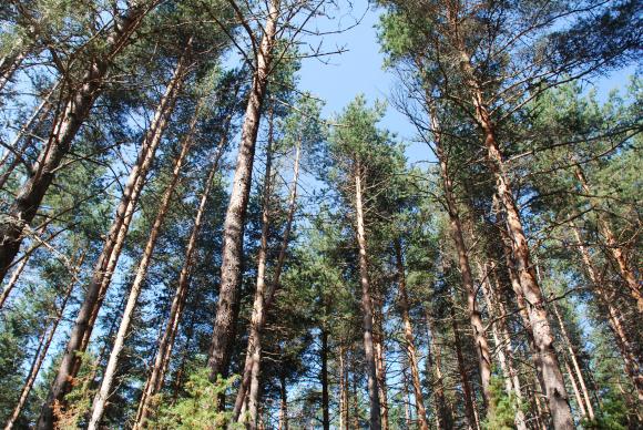 На 21 ноември България ще представи позицията си по стратегията на ЕС за горите