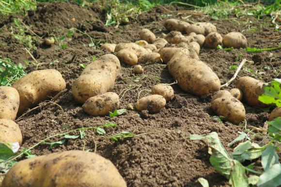 Продажбите на биологични картофи в Германия намаляха наполовина
