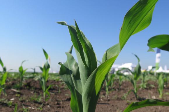 Сидератите са в състояние да понижат добивите от царевицата и соята