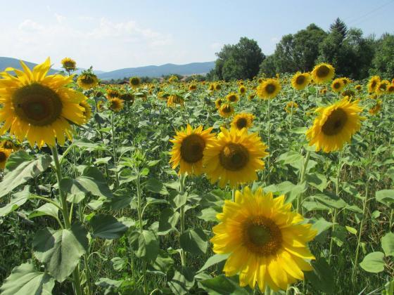 В Украйна ще садят повече слънчоглед и соя за сметка на царевицата