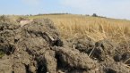 Три четвърти от площите с есенна пшеница в САЩ са в плен на силна суша