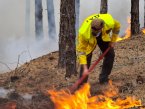 След пожара край Елшица държавните гори ще бъдат възстановени