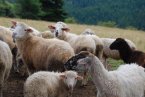 Поголовието от овце в Англия нарасна за пръв път от 5 години