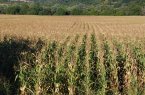 Реколтата от царевица в ЕС е съсипана от жестоката суша и рекордните горещини