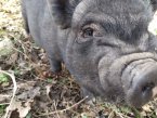 Поголовието от свине във Великобритания намаля рязко