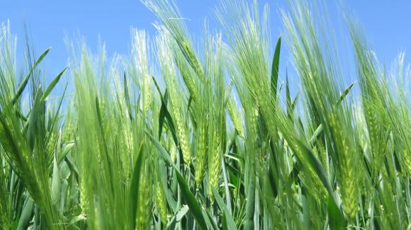 Турция увеличи с над 20 на сто производството на зърно през 2022 година
