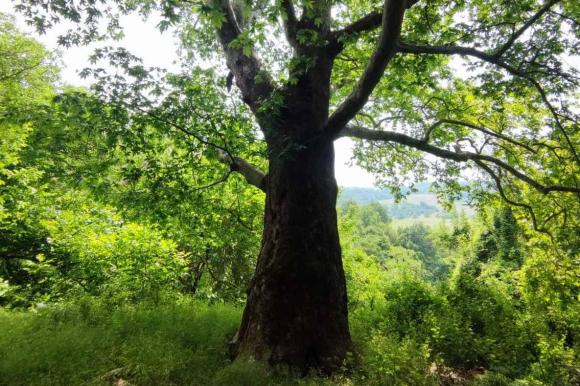 Още девет вековни дървета са обявени за защитени
