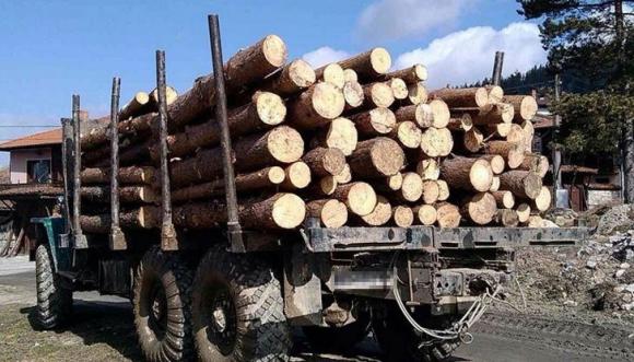 В Пазарджишко задържаха камион с незаконно отсечени 15 кубика бял бор