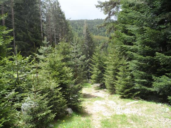 Подобряват се горските местообитания в Югозападна България