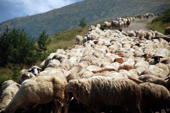 Откраднаха 100 бременни овце от ферма край Сливен