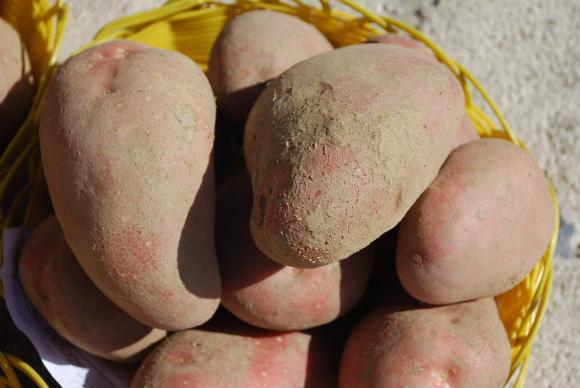 Британските фермери масово се отказват от отглеждането на картофи