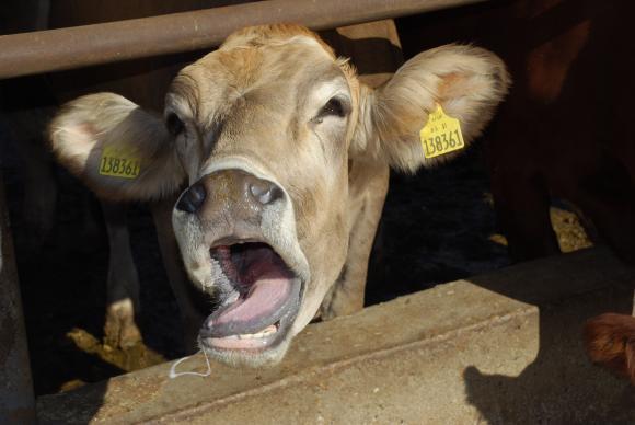 Случай на луда крава е потвърден в Нидерландия 