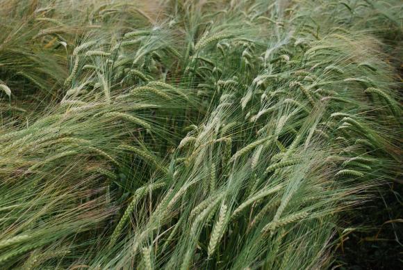 Промени в сортовата листа за биологичните пшеница, ечемик, царевица и ръж