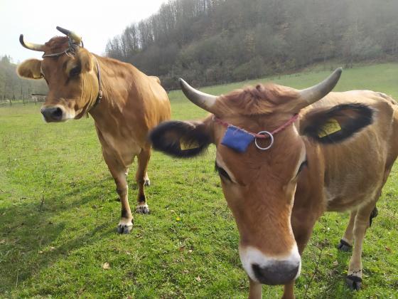 Откриха единичен случай на луда крава и в Испания 