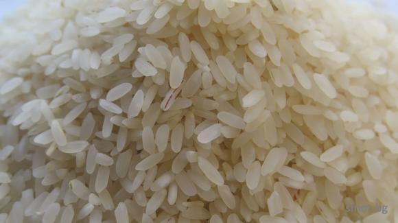 Площите с ориз в Италия са минимални за последните 30 години