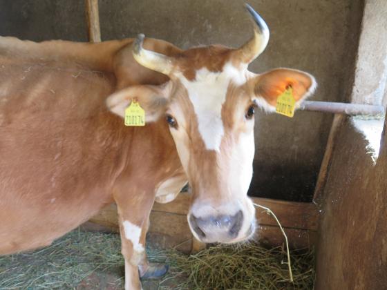 Откриха шап в голямо стадо едър рогат добитък в Йордания