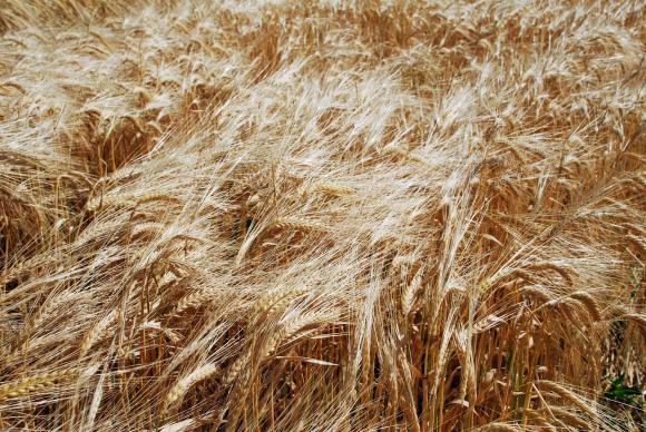 Великобритания вдигна рязко износа и сви вноса на пшеница