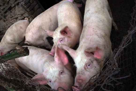 Поголовието от свине в Дания удари 25-годишно дъно