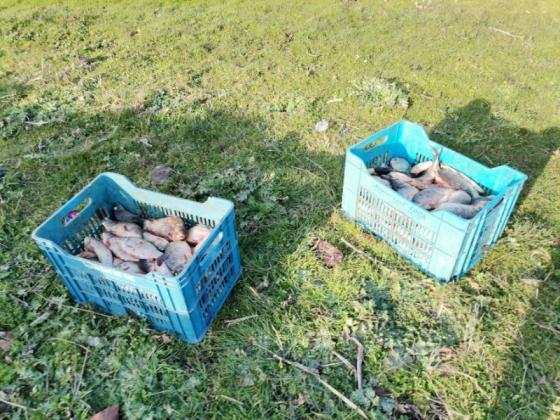 Бракониери зарязаха 100 кила риба при бягство от контролни органи в Бургаско