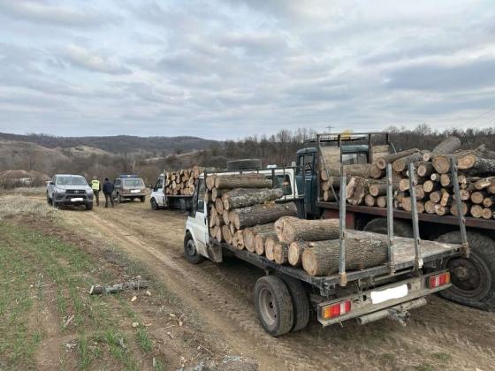 Разкриха измама с подготвяна за износ незаконна дървесина във Видинско
