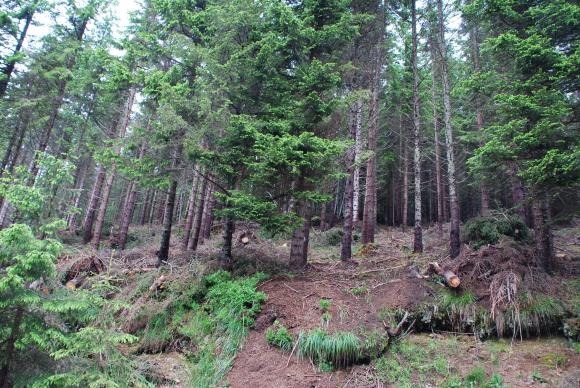 Защити срещу вредители по горите се планират за 215 хиляди декара през 2023 г.