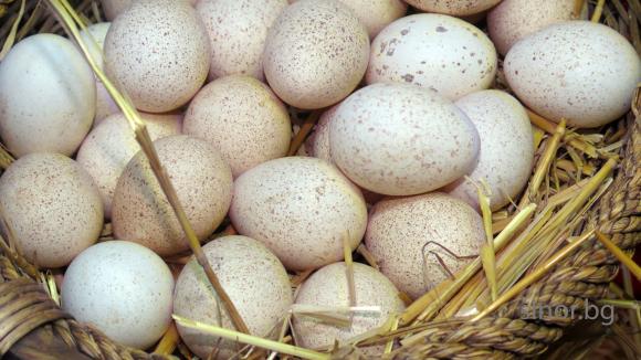 В Чехия яйцата са поскъпнали с 85 процента