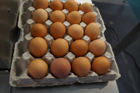 От БАБХ да не се чудят защо птицевъдите подозират украински внос на яйца, прикрит като български!